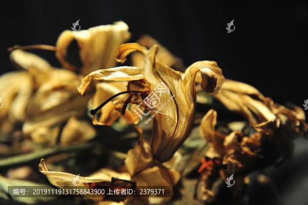 干花殘影