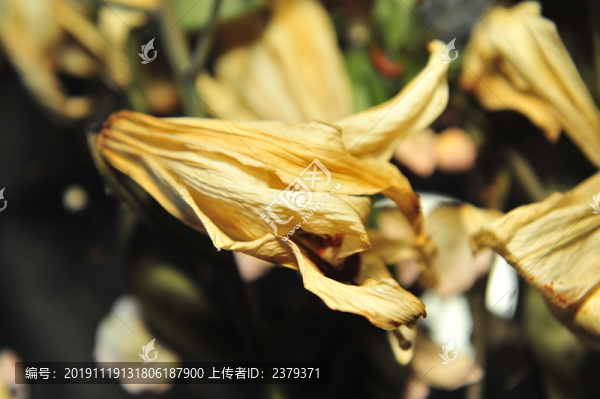 干花殘影