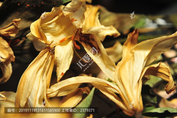 干花殘影