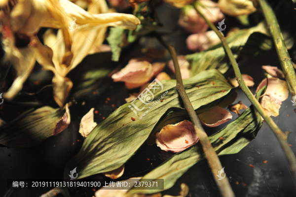 干花殘影