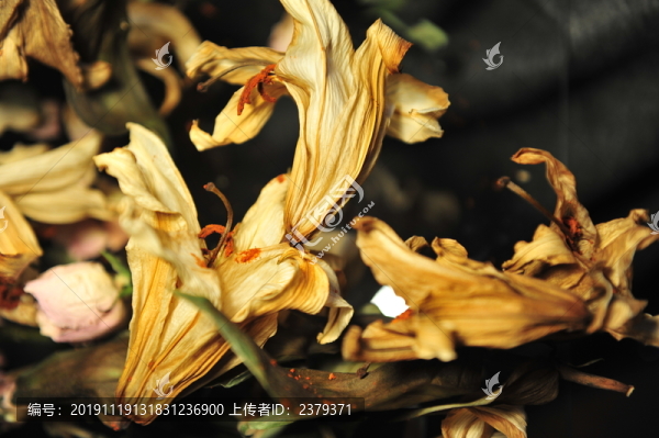 干花殘影