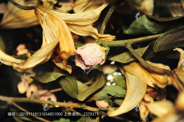 干花殘影