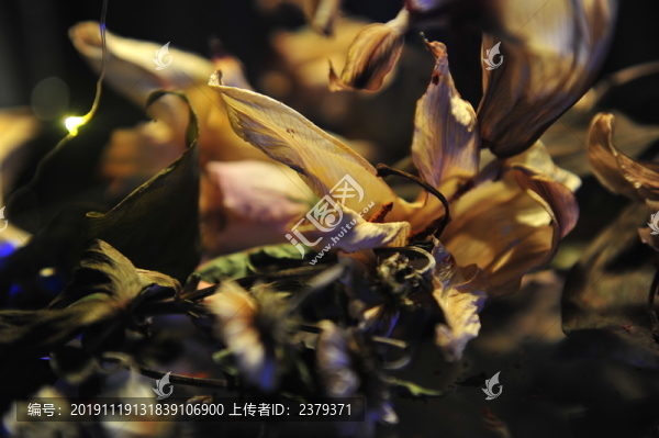 干花殘影