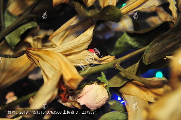 干花殘影