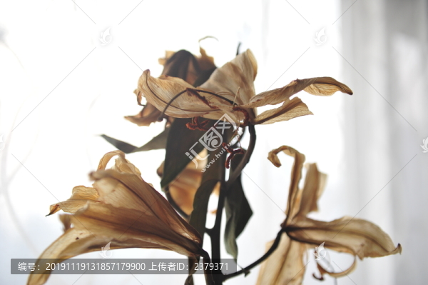 干花殘影