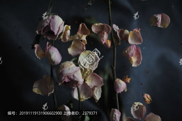 干花殘影