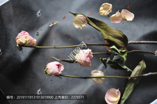 干花殘影
