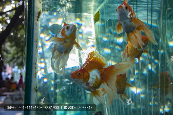 金魚