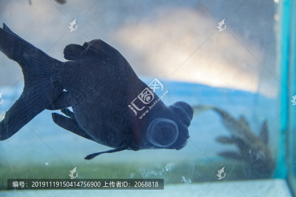 金魚(yú)