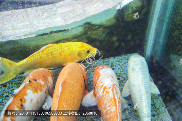 金魚