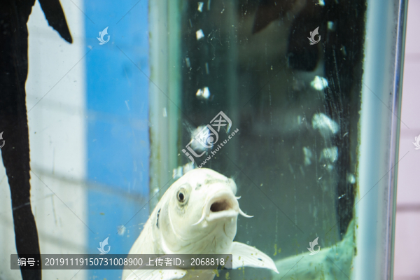 金魚
