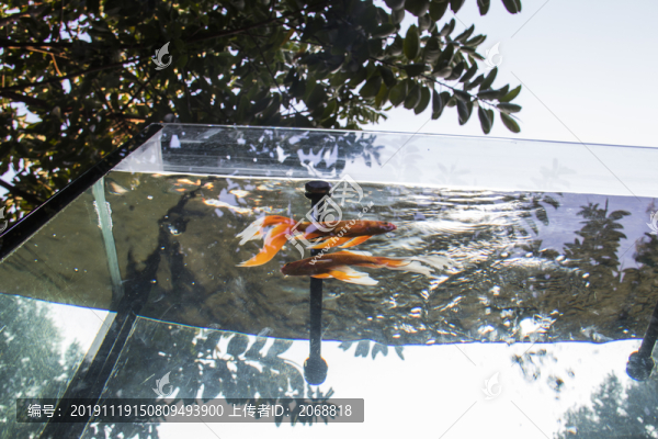 金魚