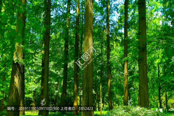 森林