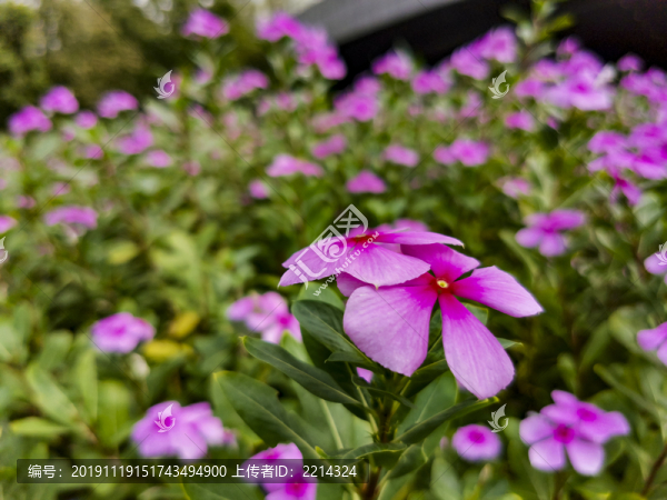 長春花