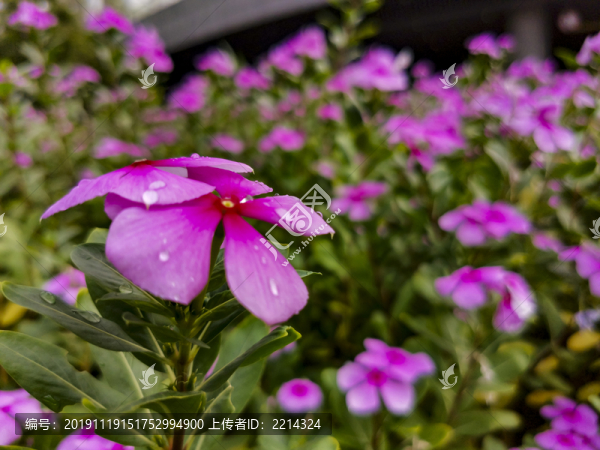 長(zhǎng)春花