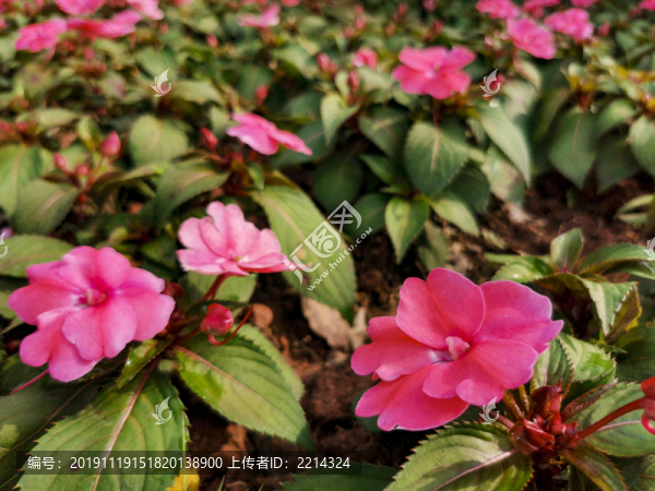鳳仙花