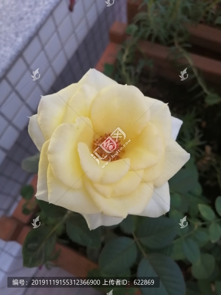 玫瑰花