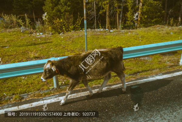 黃牛