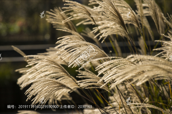 狗尾巴草