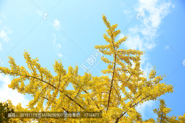 銀杏樹葉背景素材