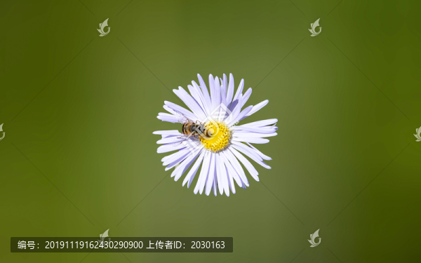 采蜜