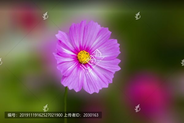 濱菊