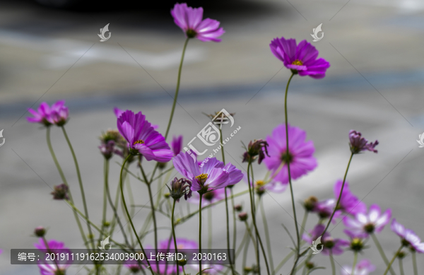 濱菊