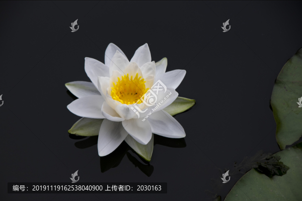白蓮花