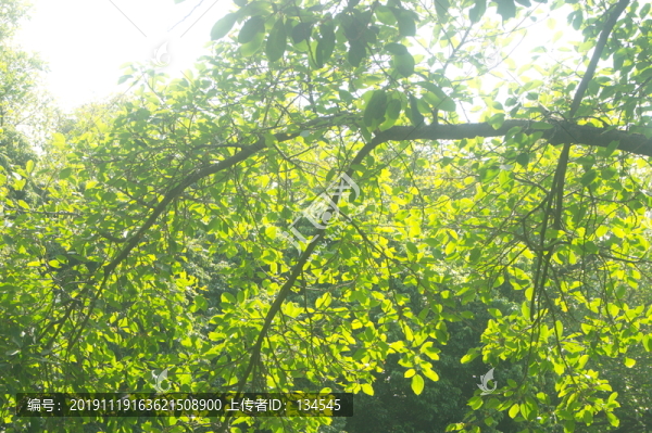 樹木枝葉