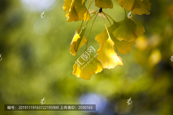 銀杏樹葉