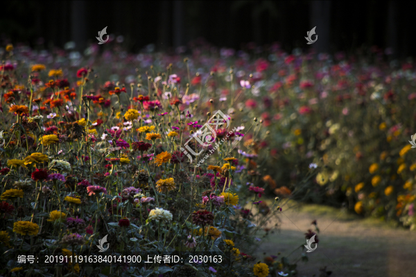 菊花花海