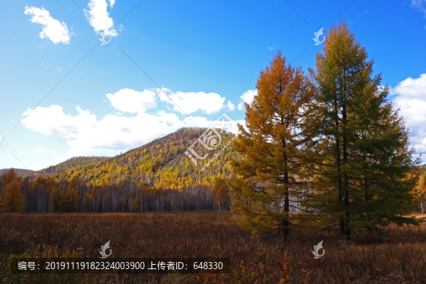 樹林秋色