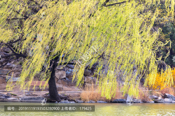 北京大學(xué)校園風(fēng)光未名湖畔楊柳樹(shù)