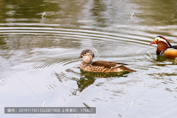 北大校園風光未名湖鴛鴦