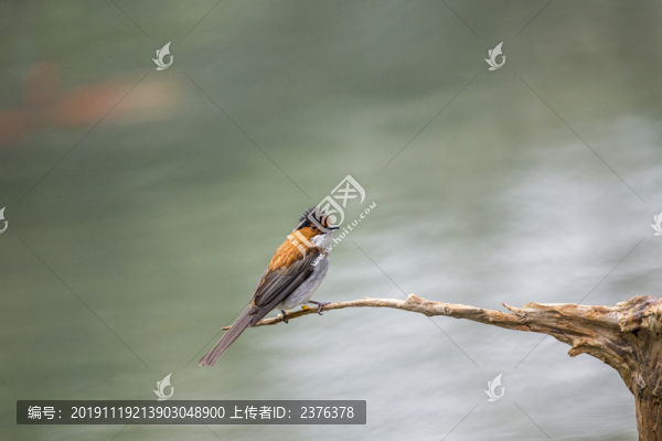 鳥類