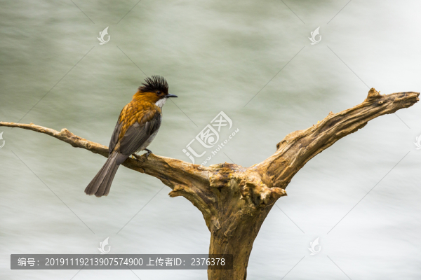 鳥(niǎo)