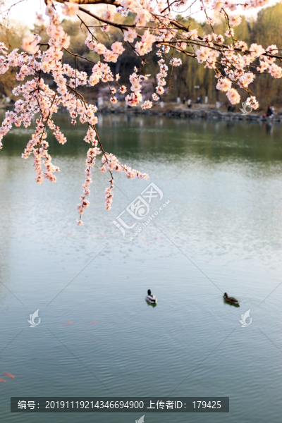 北大未名湖春光桃花盛開野鴨