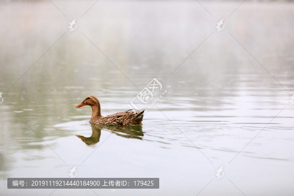 北大校園風(fēng)光未名湖野鴨薄霧
