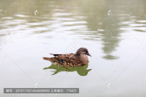 北大校園風光未名湖鴛鴦薄霧