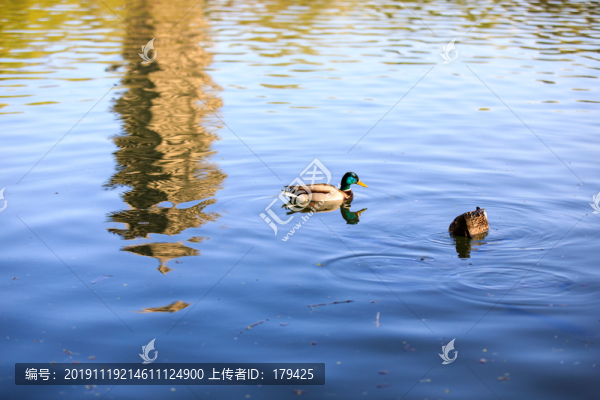 北大校園風(fēng)光未名湖鴛鴦野鴨