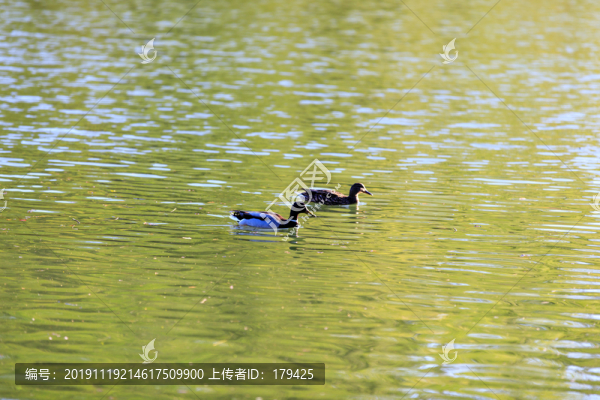 北大校園風光未名湖鴛鴦野鴨