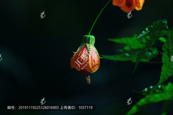 燈籠花