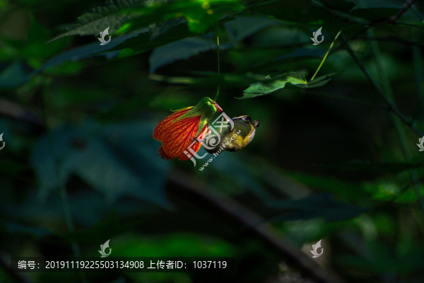 燈籠花和太陽(yáng)鳥(niǎo)