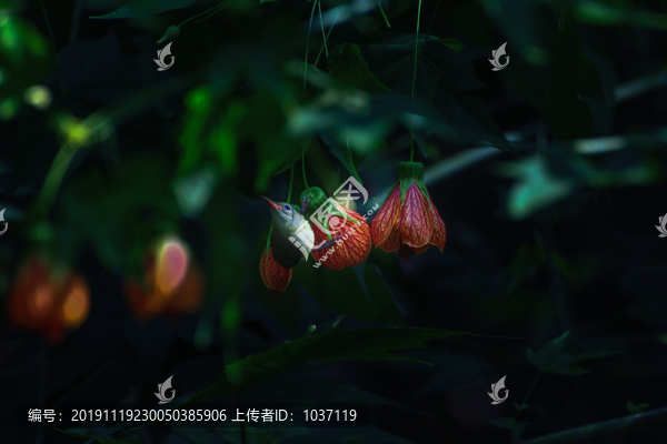 燈籠花和太陽(yáng)鳥(niǎo)