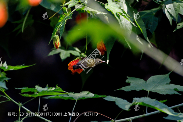 燈籠花和太陽鳥
