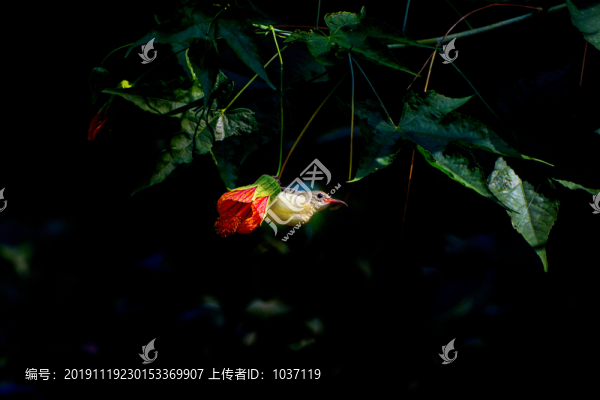 燈籠花和太陽鳥