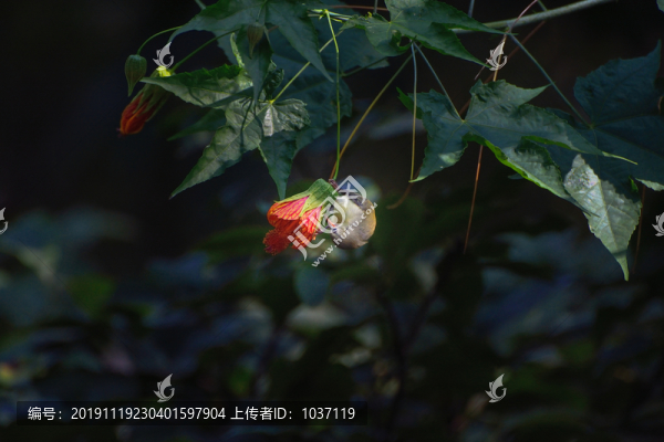 燈籠花和太陽鳥