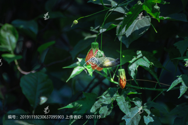燈籠花和太陽(yáng)鳥(niǎo)