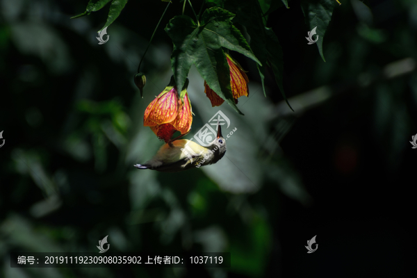 燈籠花和太陽鳥
