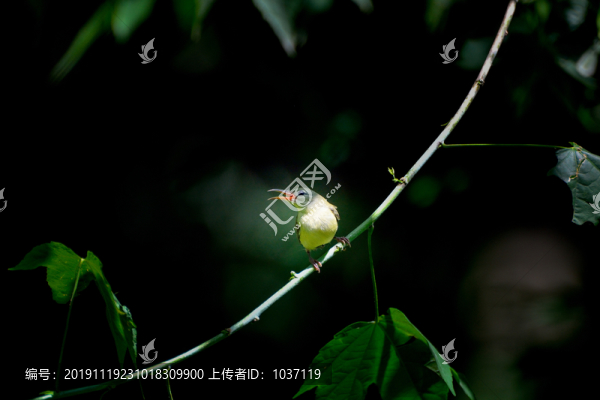 太陽鳥